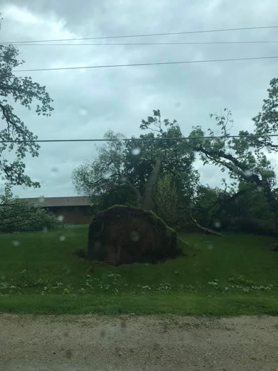 Tree damage one mile west of Charles City